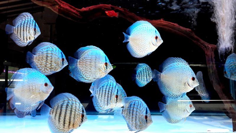 Chợ cá cảnh Sài Gòn - Cập nhật thông tin mới nhất về thế giới thủy sinh