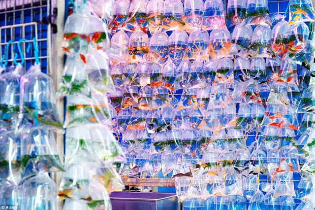 Tìm hiểu về Chợ cá cảnh Yên Phụ - Địa điểm mua sắm nên đến