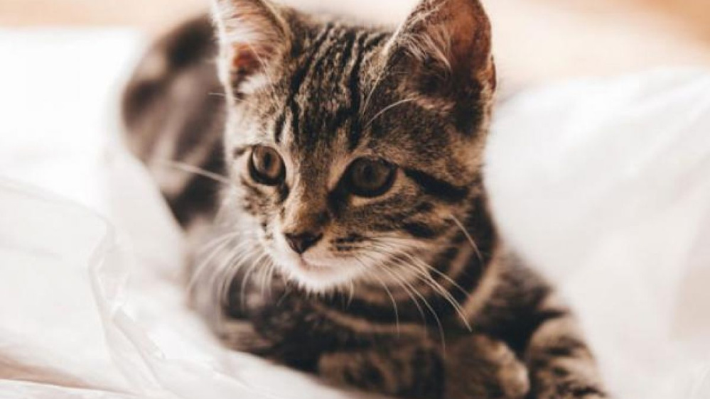 Tìm hiểu về chuồng nuôi mèo cảnh - hướng dẫn chi tiết và lời khuyên