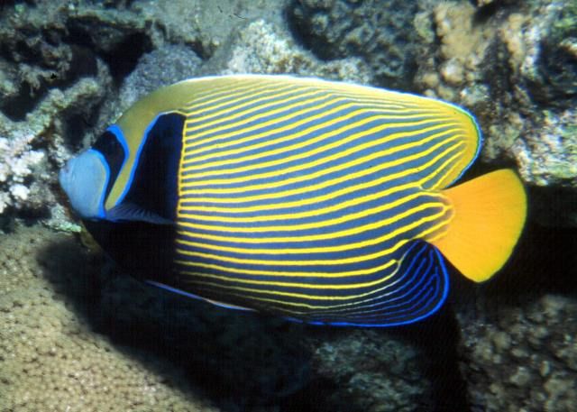 Danh sách các loài cá cảnh - Thông tin chi tiết tại website của chúng tôi