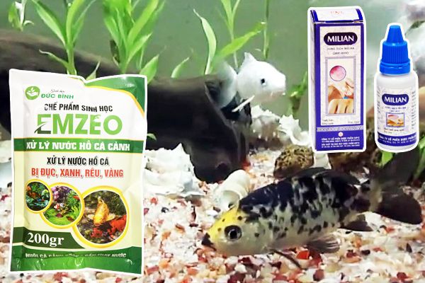 Đề Xuất Phương Pháp Làm Sạch Bể Cá Cảnh Hiệu Quả Nhất