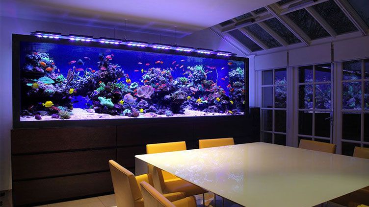 Tìm hiểu về đèn LED bể cá cảnh chất lượng cao và tiết kiệm điện