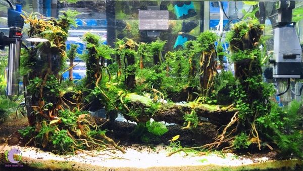 Tìm hiểu về đèn sưởi cá cảnh: một giải pháp tuyệt vời để giữ cho cá cảnh của bạn khỏe mạnh và sống lâu dài