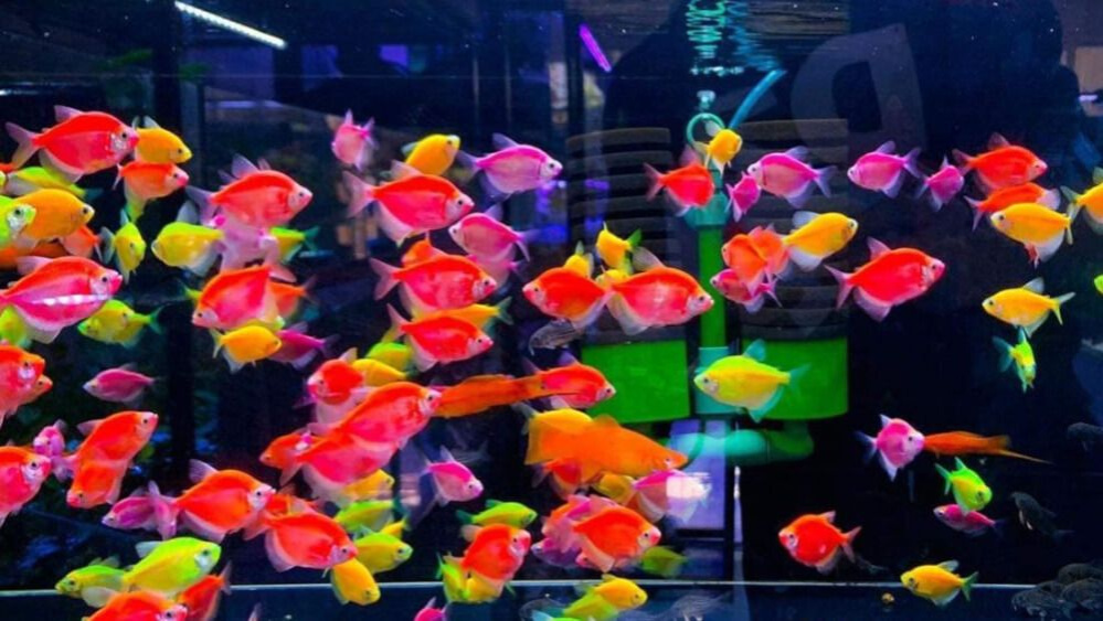 Top địa chỉ bán cá cảnh ở Hà Nội - Mua sắm đơn giản và thuận tiện