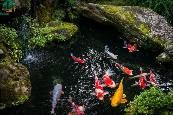 Dịch vụ vận chuyển cá cảnh trong nước - Đảm bảo an toàn và nhanh chóng