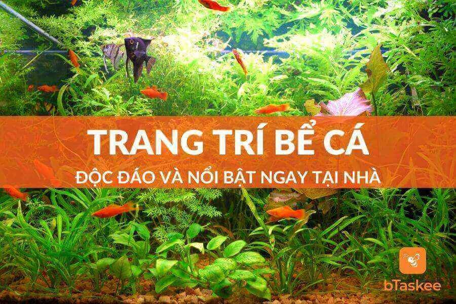 Đồ trang trí bể cá cảnh - Tạo không gian sống cho cá