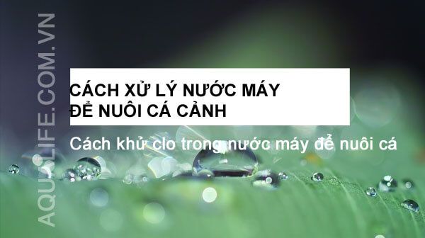 Dùng nước gì để nuôi cá cảnh - Hướng dẫn và lời khuyên từ chuyên gia