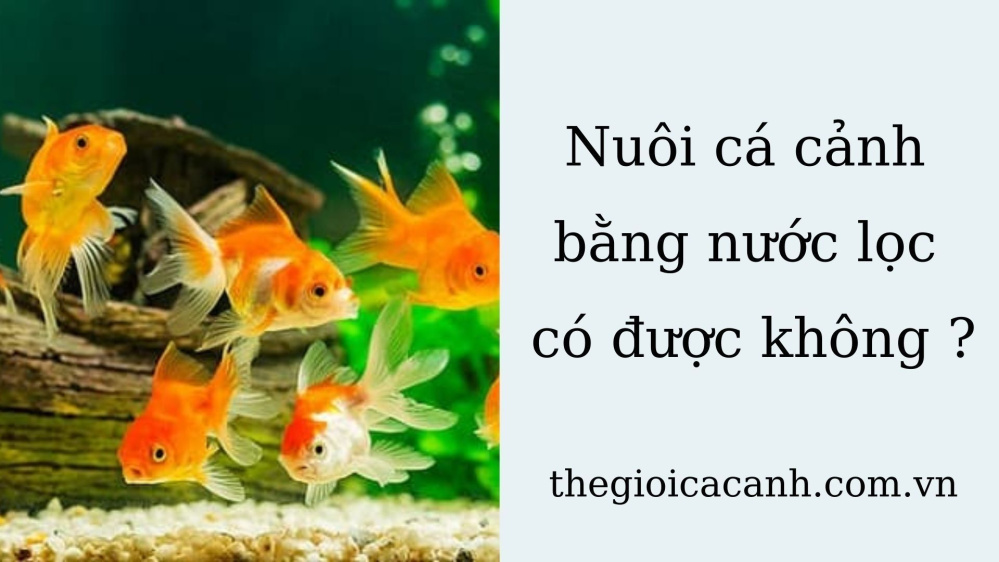 Dùng nước lọc nuôi cá cảnh – Thông tin và kinh nghiệm