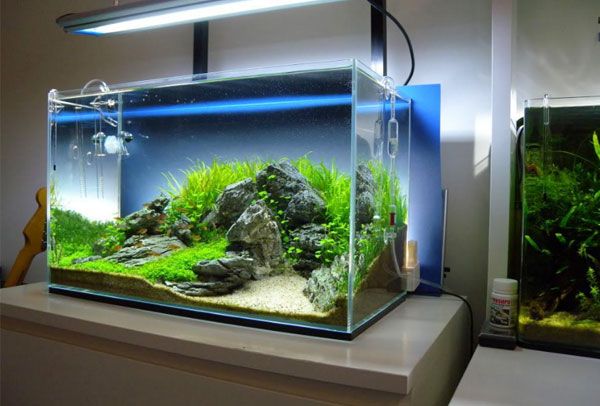 Giá bể cá cảnh tại Hải Phòng - Đầy đủ và chính xác nhất