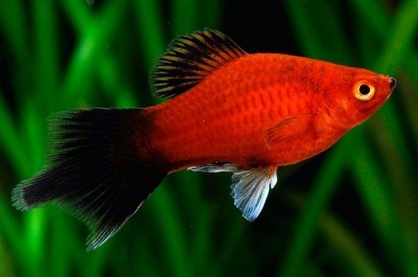 Giá cá cảnh mini - Tìm hiểu chi tiết về giá và cách thức chăm sóc