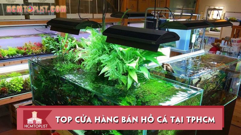 Tìm hiểu thông tin mới nhất về giá hồ cá cảnh tphcm