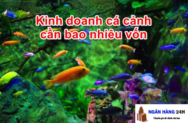 Kinh doanh cá cảnh cần bao nhiêu vốn? Hướng dẫn chi tiết từ A đến Z