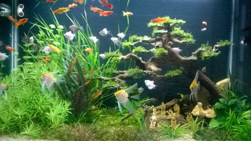 Kỹ thuật nuôi cá cảnh trong bể kính - Hướng dẫn chi tiết từ A đến Z