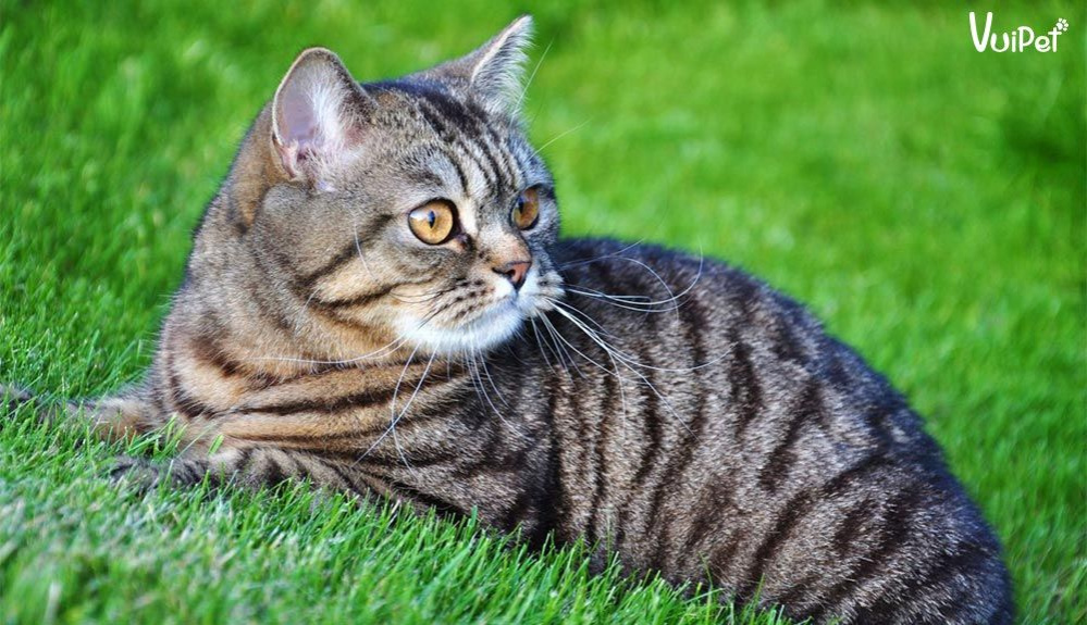 Kỹ thuật nuôi mèo cảnh – Tổng quan và cách thực hiện hiệu quả