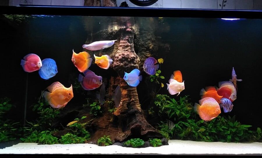 Làm trong nước bể cá cảnh: Những điều cần biết để nuôi cá khỏe mạnh