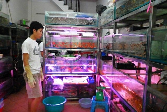 Tìm hiểu về Làng Cá Cảnh Yên Phụ - Thánh địa của người yêu thủy sinh