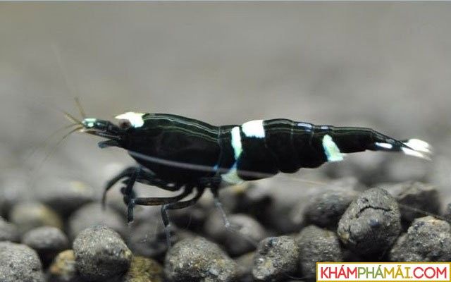 Loài cá cảnh đắt nhất thế giới: Những thông tin thú vị về loài cá đắt nhất hành tinh