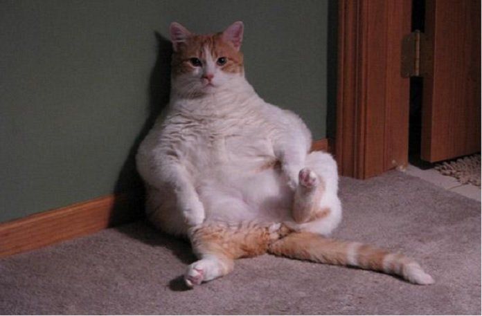 Tìm hiểu về cách chăm sóc mèo cảnh béo để giữ cân nặng chính xác