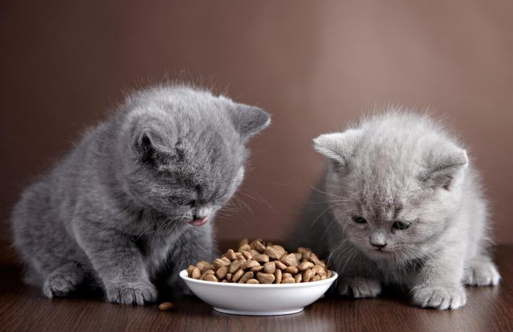 Mèo cảnh có ăn được cơm không? Tìm hiểu thực phẩm phù hợp cho mèo của bạn