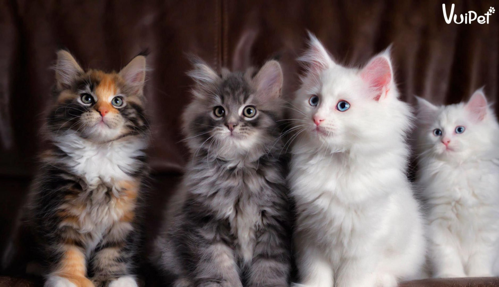 Top 10 mèo cảnh đẹp nhất để nuôi trong nhà