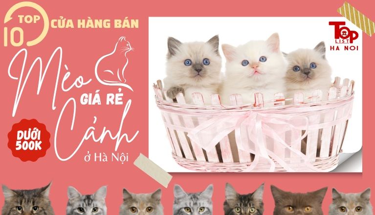 Top 5 mèo cảnh giá rẻ dưới 500k ở Hà Nội - Chọn mèo cảnh đáng yêu không lo về giá!