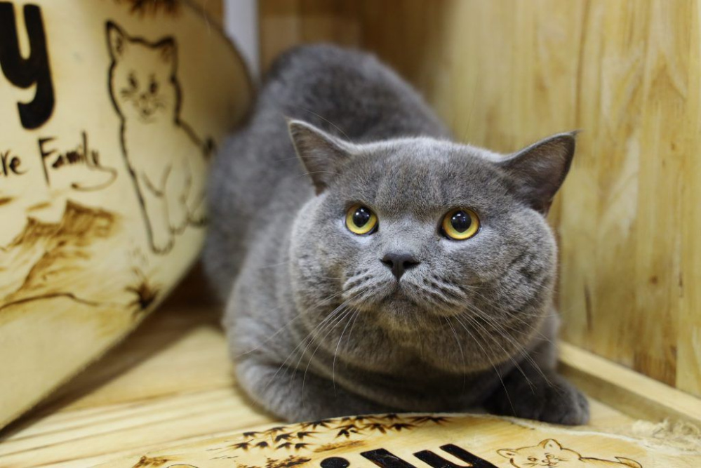 Tìm hiểu về mèo cảnh lông ngắn: thông tin, tính cách và chăm sóc