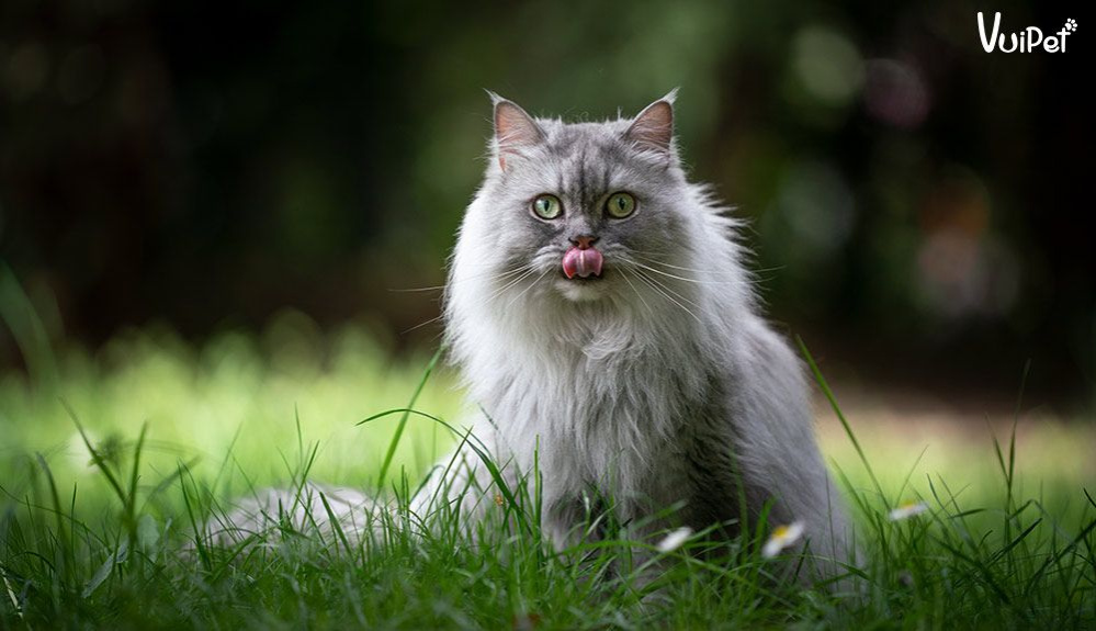 Khám phá đặc điểm và thông tin về mèo cảnh lông trắng