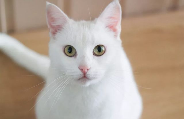 Tìm hiểu về mèo cảnh màu trắng - Sự đáng yêu không thể cưỡng lại