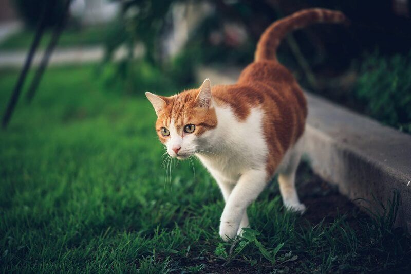 Tìm hiểu về mèo cảnh màu vàng - Những thông tin cơ bản và chăm sóc cần thiết