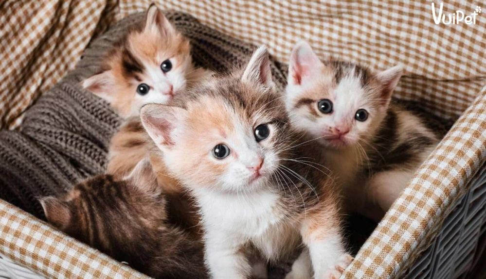 Tìm hiểu về Mèo cảnh Mini - Loại thú cưng đáng yêu nhất
