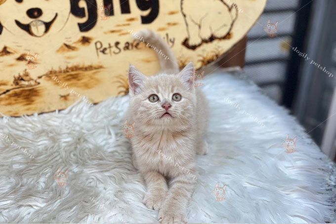 Tìm hiểu về mèo cảnh Nha Trang - Cập nhật thông tin mới nhất năm 2021