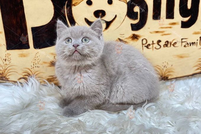 Tìm hiểu về Mèo cảnh Thái Nguyên - Giống mèo độc đáo của Việt Nam