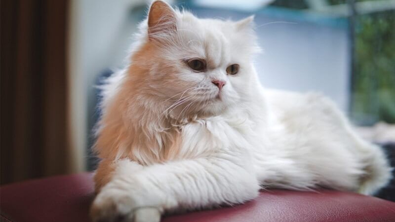 Mèo cảnh trắng - Tất tần tật thông tin về giống mèo đáng yêu này