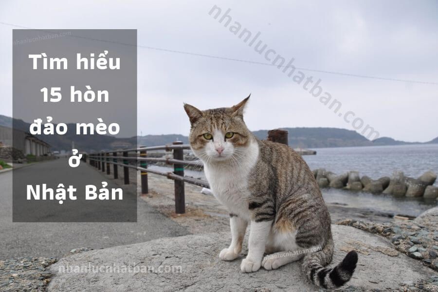 Tìm hiểu về mèo phong cảnh - Một loài mèo đặc biệt từ Trung Quốc