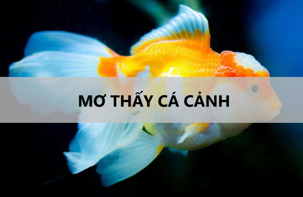 Tìm hiểu ý nghĩa mơ thấy cá cảnh và điều gì đang đến với bạn