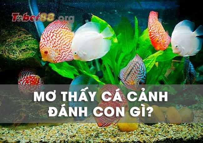 Nằm mơ thấy cá cảnh - Giải mã điềm báo và những thông điệp tiên tri