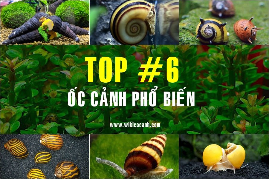 Tìm hiểu về ốc cảnh thủy sinh - Chăm sóc đúng cách và lựa chọn phù hợp