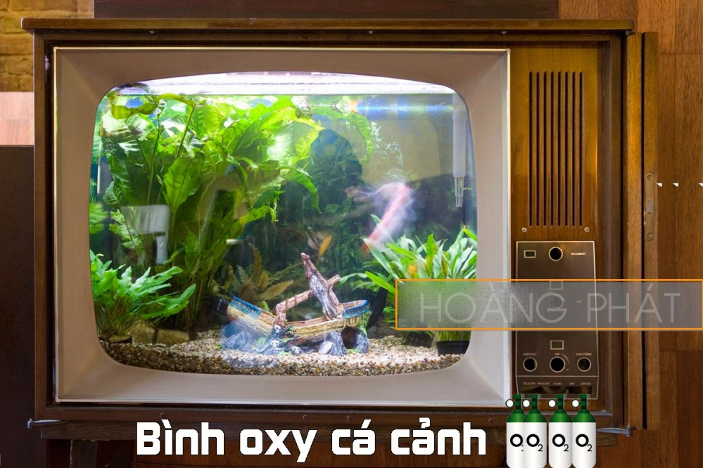Tìm hiểu thông tin về oxy cá cảnh - Cẩm nang nuôi trồng thủy sản