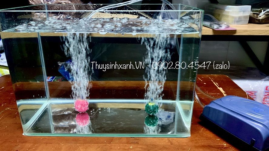 Tìm hiểu về oxy hồ cá cảnh - Cung cấp oxy cho cá giúp nâng cao sức khỏe