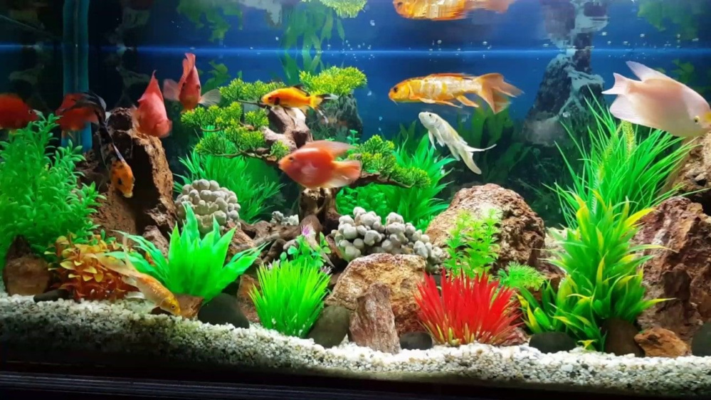 Khám phá thế giới phố cá cảnh Hà Nội