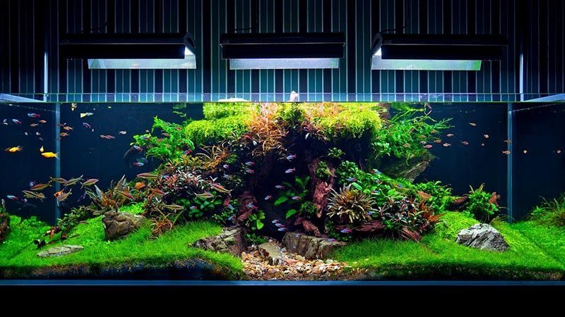 Tìm hiểu về phụ kiện cá cảnh đào sỹ uyên - Độc đáo và tinh tế