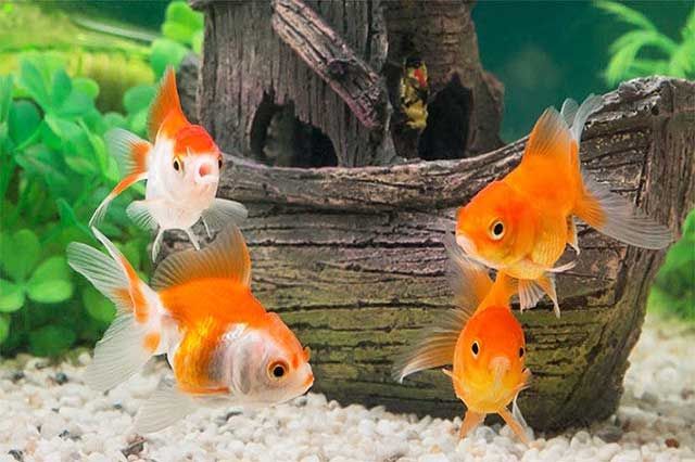 Quán cá cảnh gần nhất - Địa chỉ bán cá cảnh uy tín và chất lượng