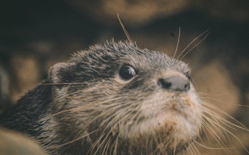 Rái cá cảnh - Thông tin, Đặc điểm và Cách chăm sóc