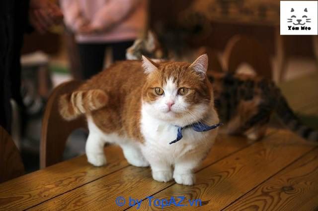Tìm hiểu về Shop Mèo Cảnh Hà Nội - Nơi cung cấp các giống mèo đẹp và khỏe mạnh