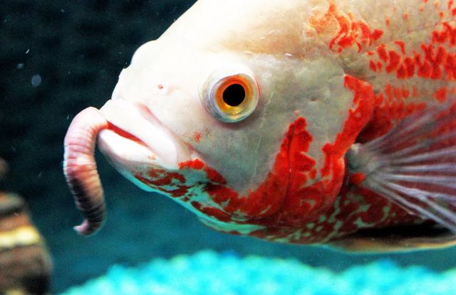 Thức ăn tươi cho cá cảnh - Cách chọn và bảo quản đúng cách