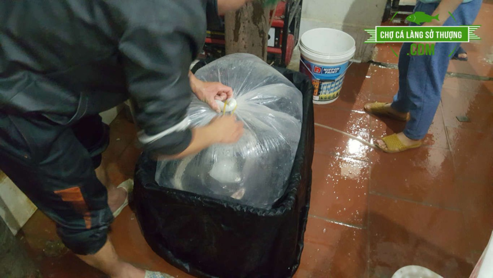 Vận Chuyển Cá Cảnh Đi Xa - Hướng Dẫn, Kinh Nghiệm và Thủ Thuật