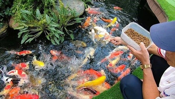 Tại sao nuôi cá cảnh lại hay bị chết? Giải đáp từ A đến Z