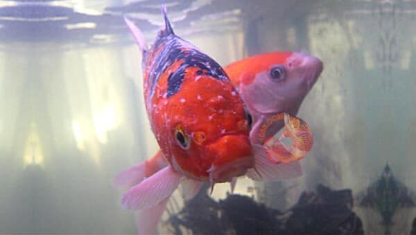 Tổng hợp thông tin mới nhất về video cá cảnh - Cập nhật thường xuyên