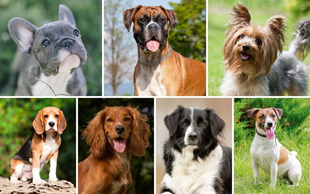 Top 10 giống chó thông minh nhất thế giới bạn nên biết