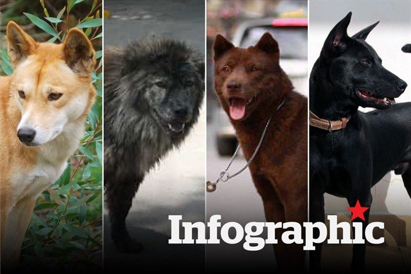 Top 4 giống chó quốc khuyển nổi tiếng trên thế giới